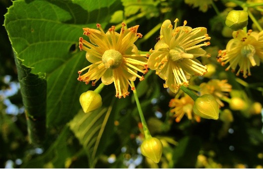 Phytotherapie Lindenblüten