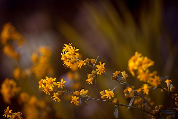 Naturheilkunde Arnica